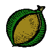 Nut in Husk